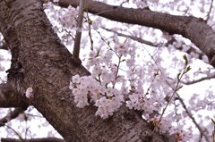 木と桜！