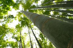 竹、伸びる！