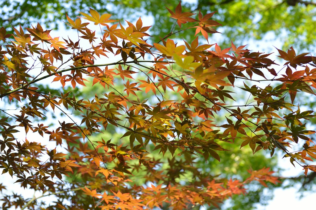 紅葉？