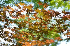 紅葉？