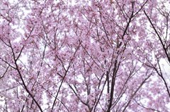 桜咲く！