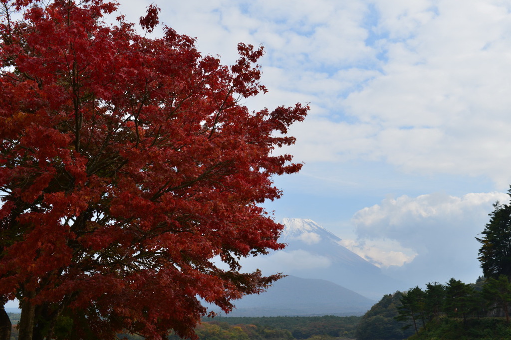 富士山と紅葉！
