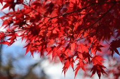 紅葉です！