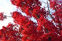 真っ赤な紅葉！