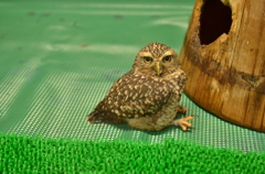 富士花鳥園にて！！