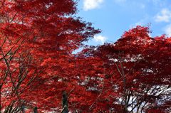 紅葉！紅葉！！