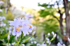 花と寺
