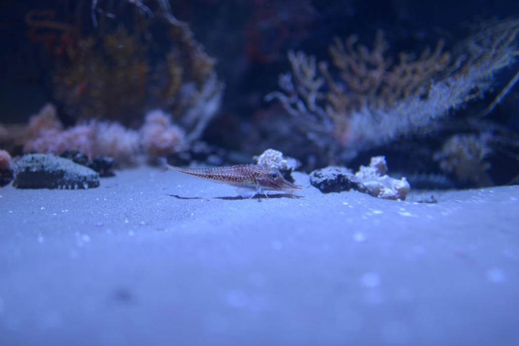 魚！？
