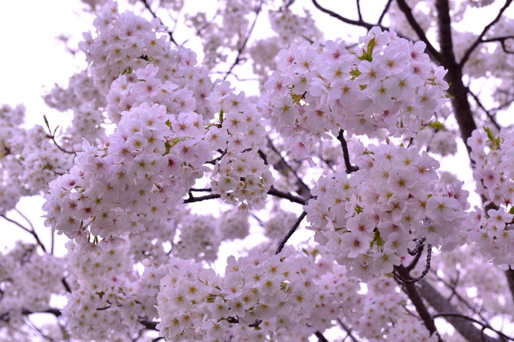 桜ボンボン！