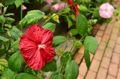 お花！
