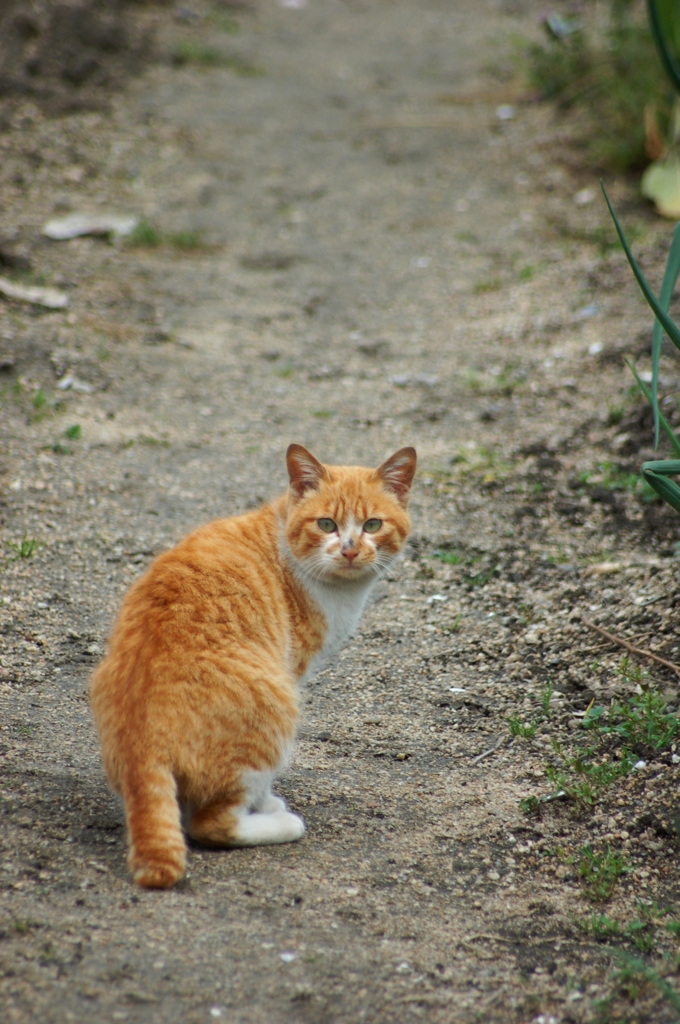 あぜ道猫