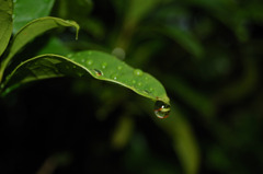 梅雨の雨露