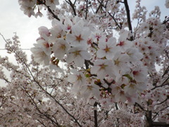 背の低い桜