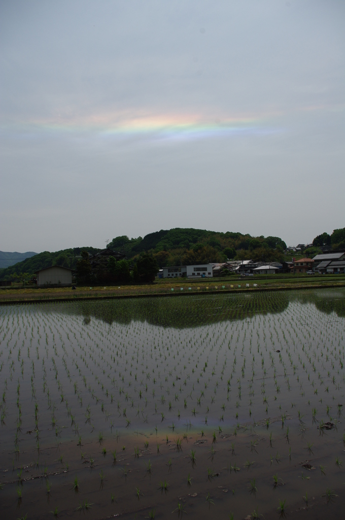 田んぼと虹