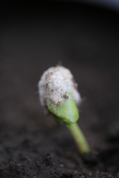 発芽した綿の芽