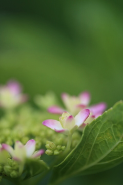 紫陽花