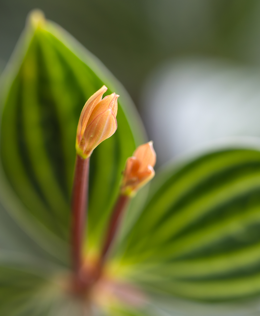 ペペロニア　プテオラータ　葉の芽生え
