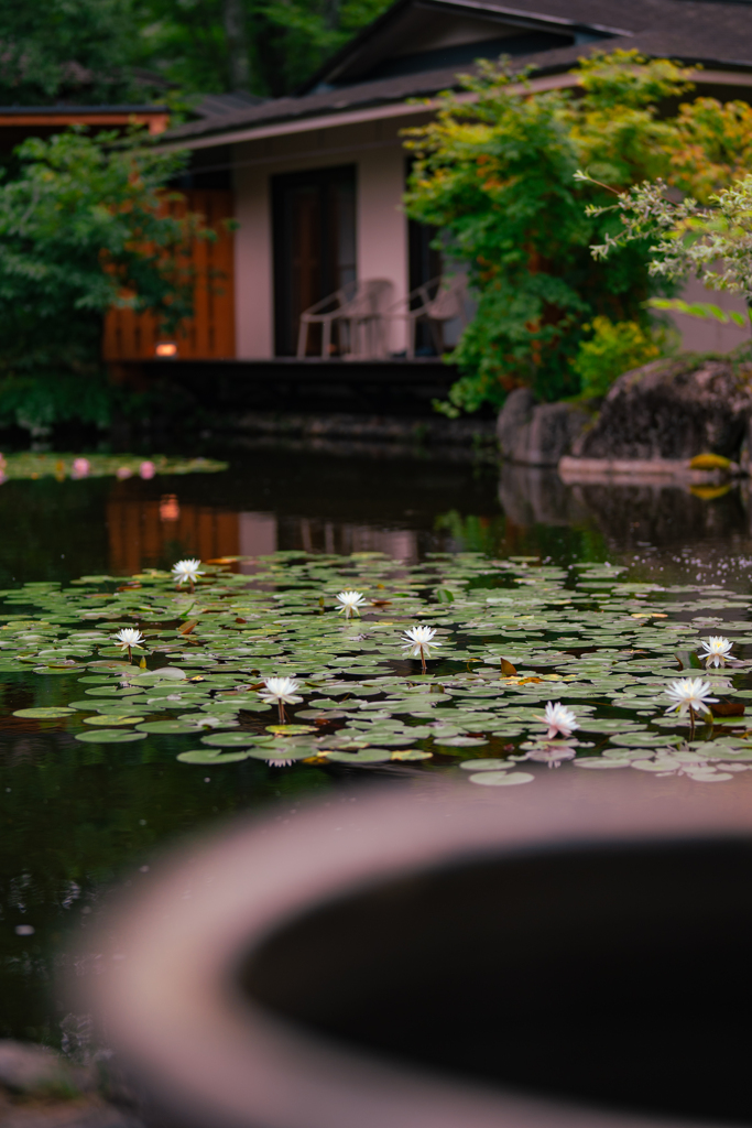 蓮池のある庭園