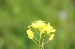 遠賀川の菜の花