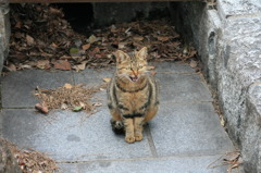 小倉城のねこ