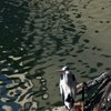 玉島市街にて　２