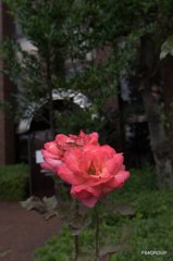 盛りを過ぎても１