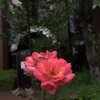 盛りを過ぎても１