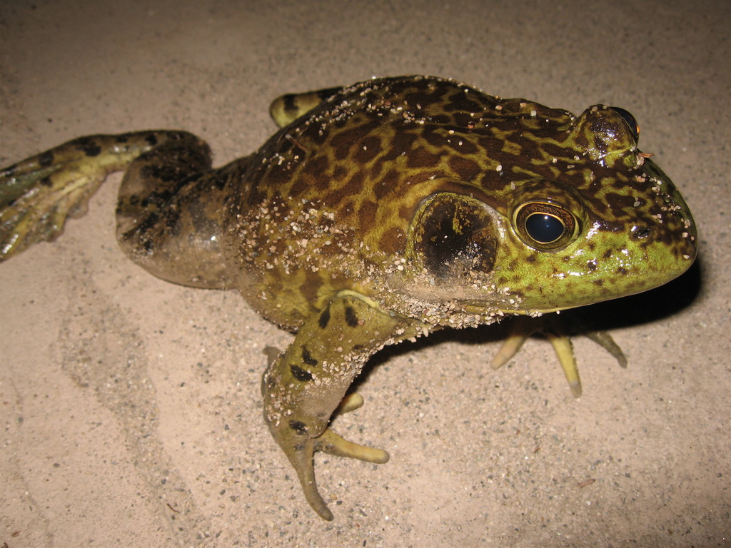 ウシガエル