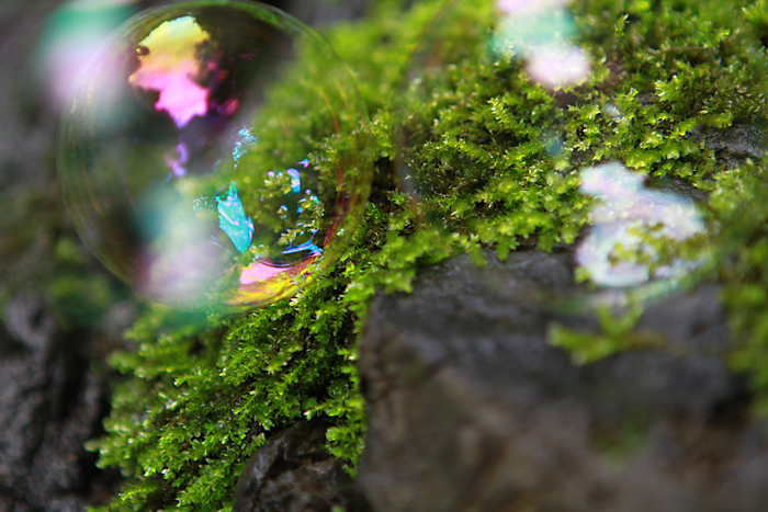 苔の友達