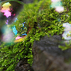 苔の友達