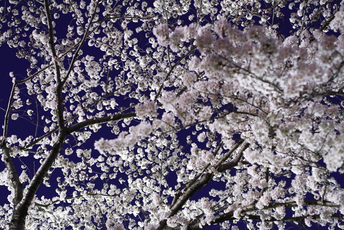 夜のわたがし。