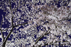 夜のわたがし。