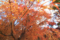 橙