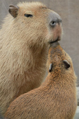 kiss.