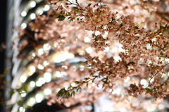 ヒルズの春夜