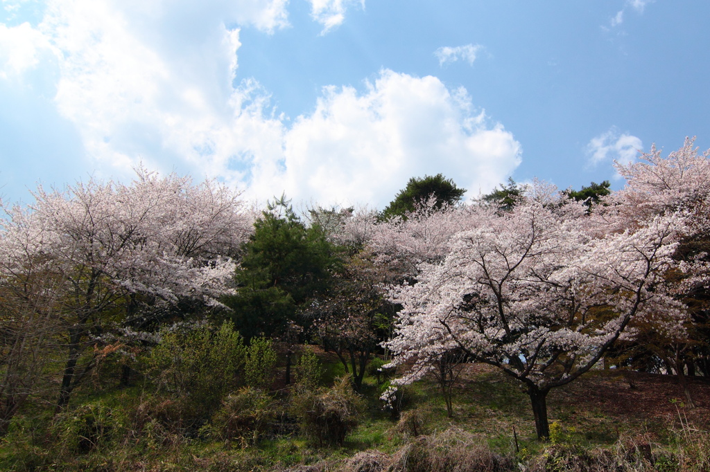 桜空