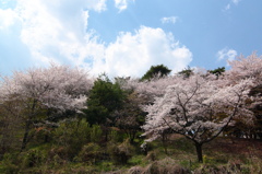 桜空