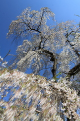 流桜
