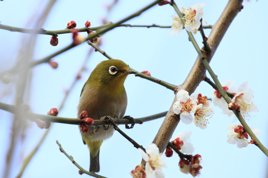 春呼鳴 
