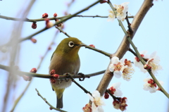 春呼鳴 