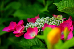 三室戸寺の紫陽花