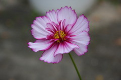 秋の花