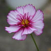秋の花