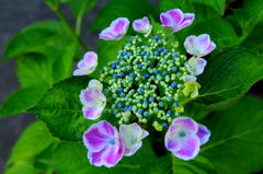 三室戸寺の紫陽花