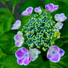 三室戸寺の紫陽花
