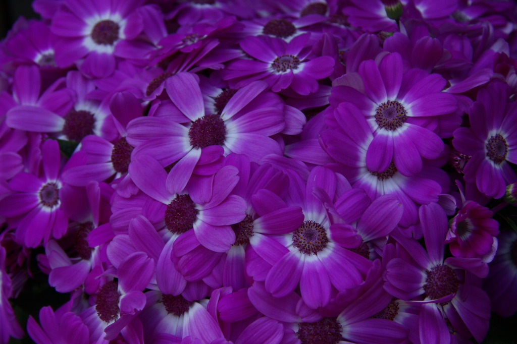 春の花