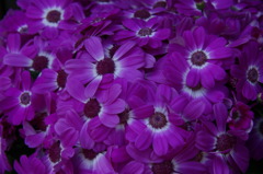 春の花