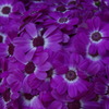 春の花