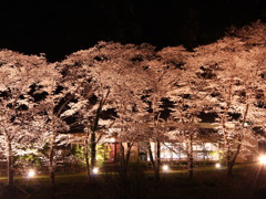 宇治田原の桜