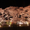 宇治田原の桜